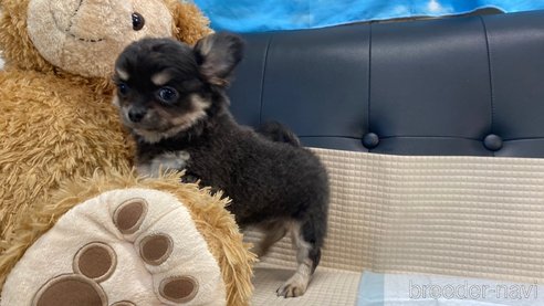 成約済の兵庫県のチワワ(ロングコート)-343435の3枚目